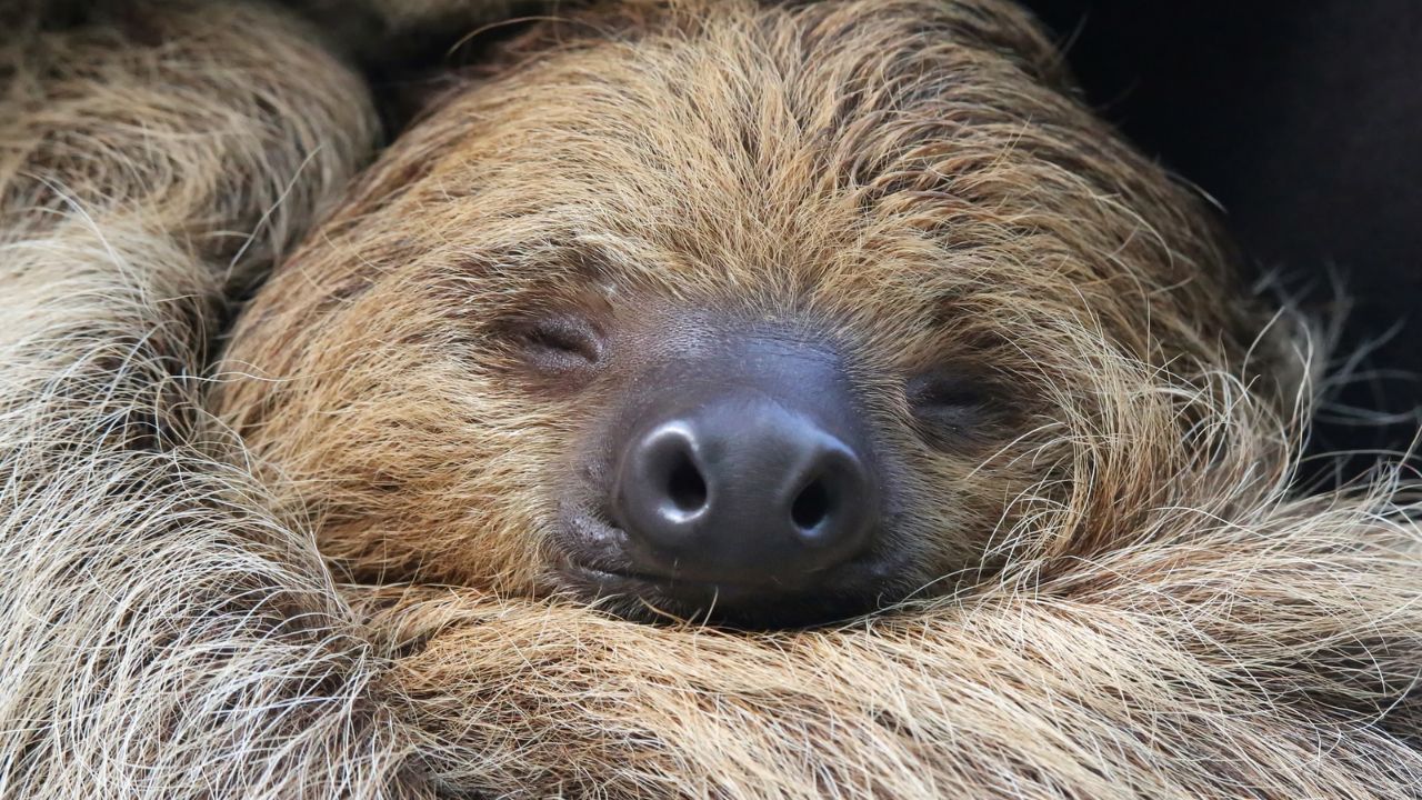 Close-up of sloth resting peacefully  