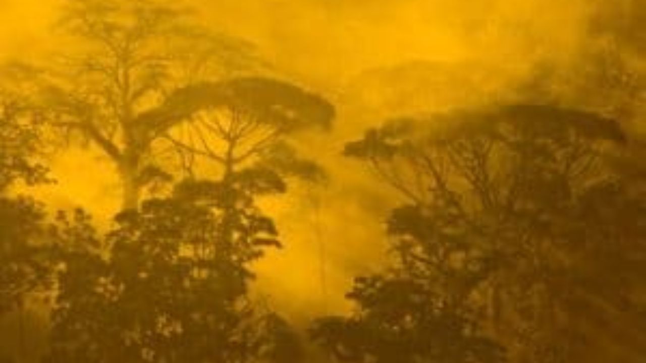  Golden mist over dense Monteverde cloud forest canopy.
