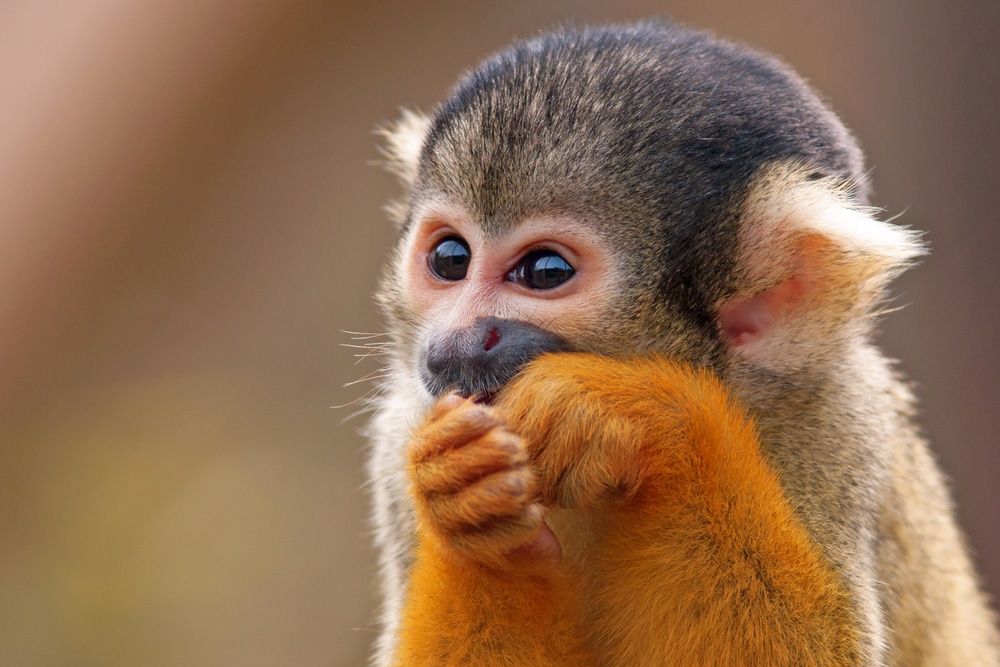 three species of monkeys live in the Manuel Antonio National Park