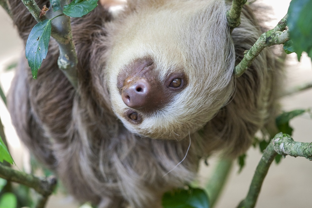 sloths can be found all over the manuel antonio national park