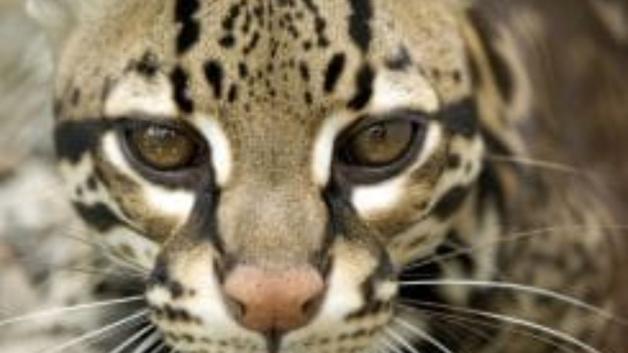 Close-up of ocelot with patterned coat in Costa Rica.