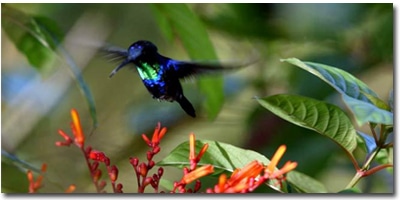Birding Costa Rica