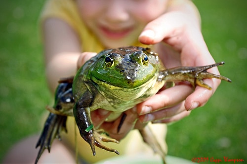 Child holding frog