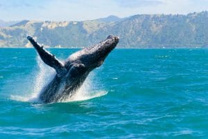 Humpback Whale