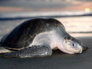 Iconic wildlife in Costa Rica - the Olive Ridley Turtle