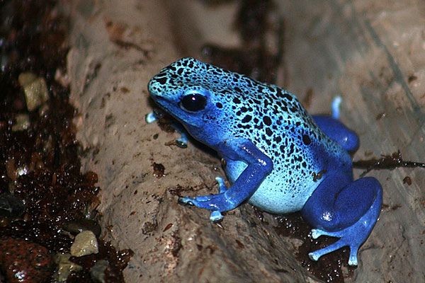 Wildlife in Costa Rica