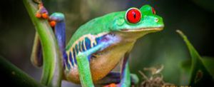 Costa Rica bio-diversity