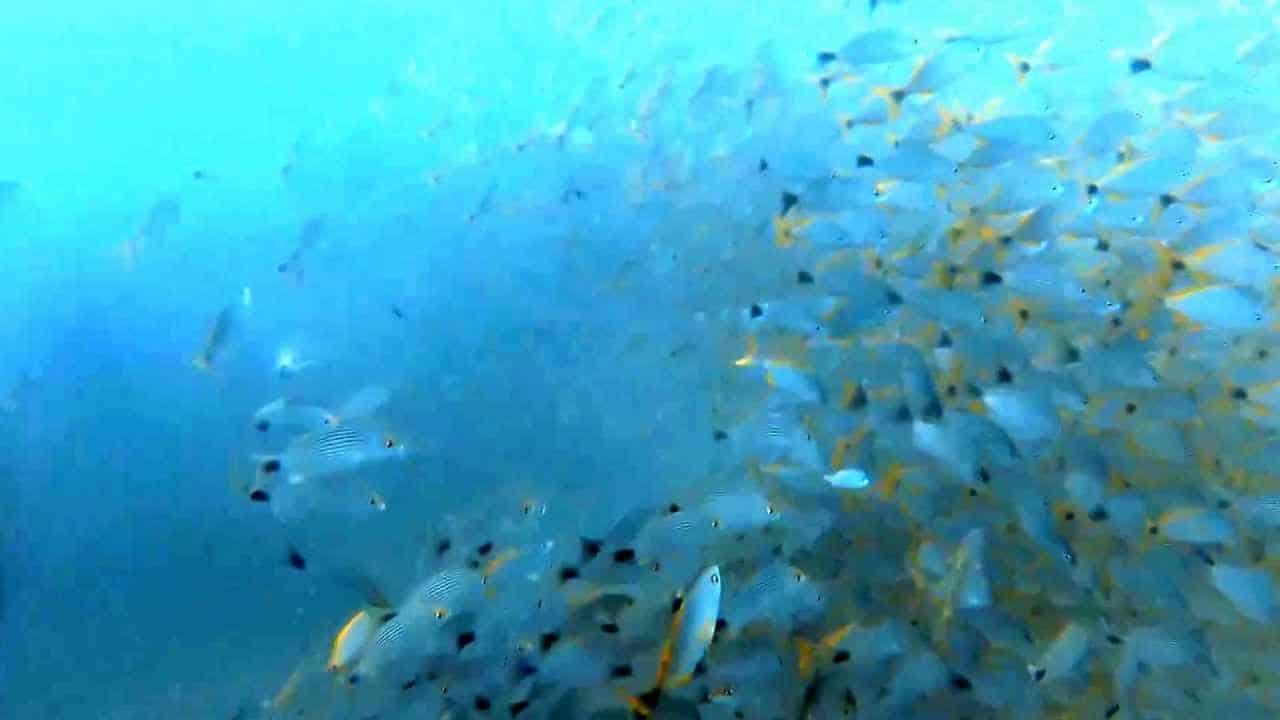 SCUBA