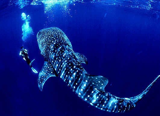 Cano Island diving