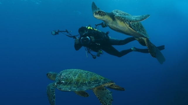 Cocos Island diving