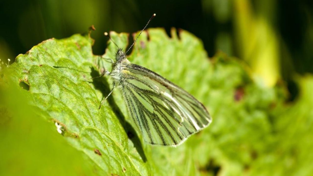 Glasswing butterfly resting on green leaf with translucent wings.