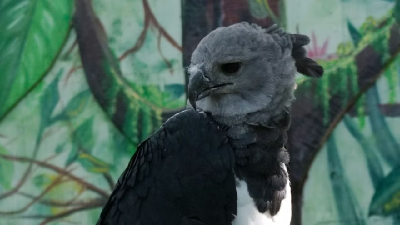 Harpy eagle perched on branch with feathered crest.