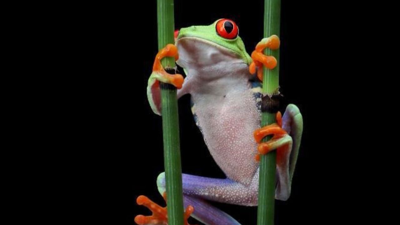 Red-eyed tree frog clinging to green stalks.