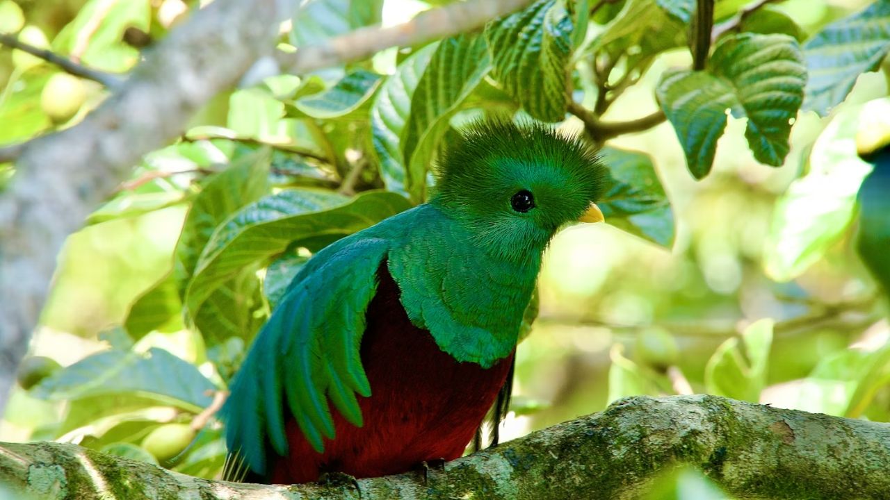 Resplendent quetzal perched on a branch with vibrant plumage.