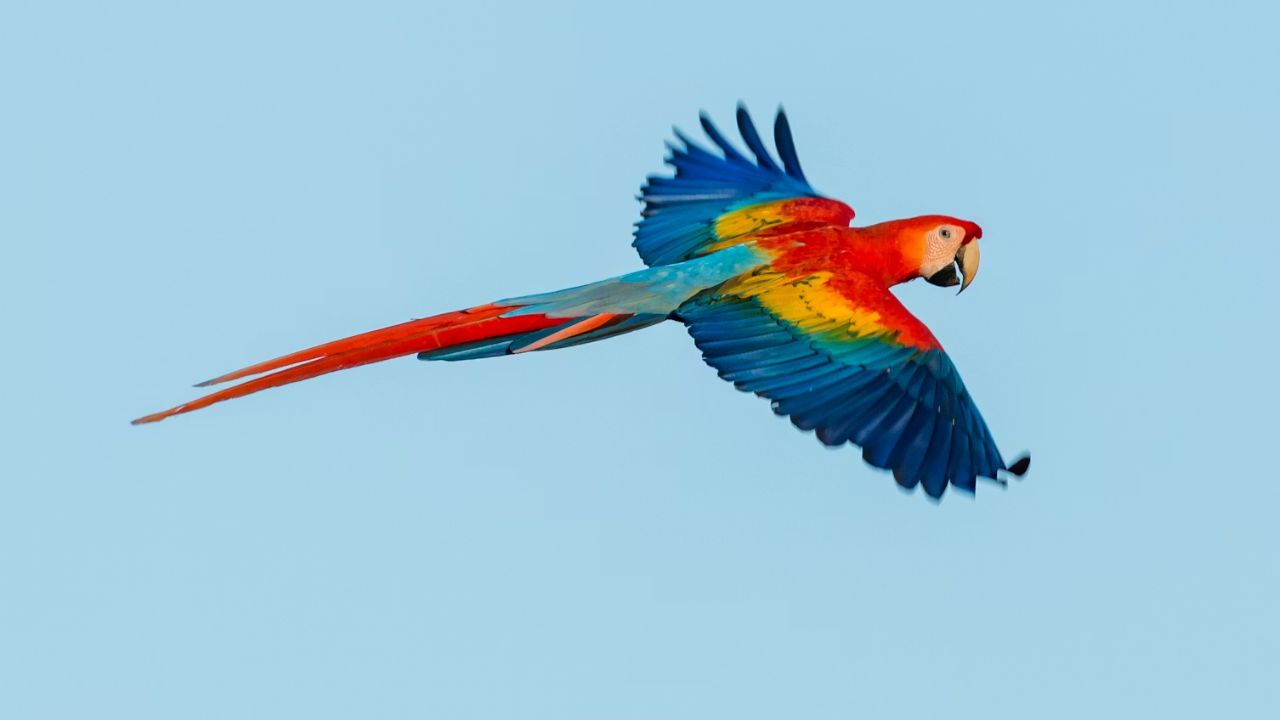 Scarlet macaw flying with colorful wings against blue sky.