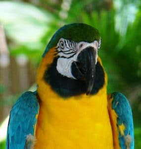 Iconic wildlife in Costa Rica - the Macaw