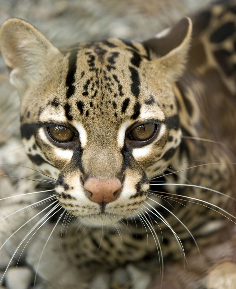 Corcovado National Park Wildlife Hiking