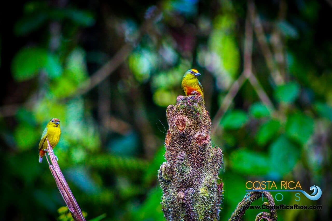 Corcovado National Park Hiking