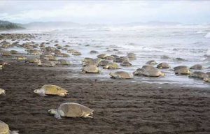 olive ridley turtles