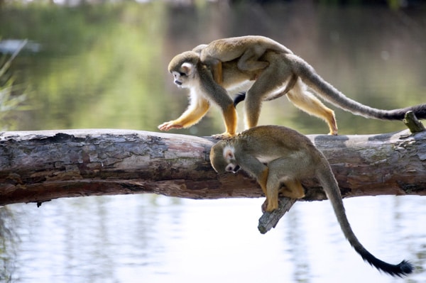 Transfer to Monteverde & Wildlife Night Hike
