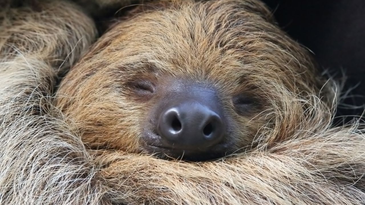 Close-up of sloth resting peacefully in Costa Rica rainforest.