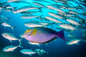 best snorkeling in costa rica