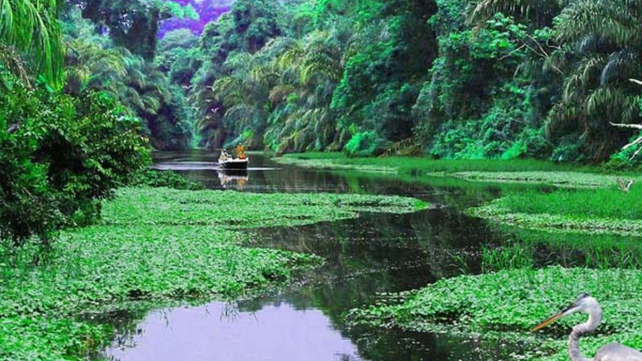 Boat tour through Tortuguero rainforest with heron by water.