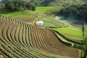 terraces