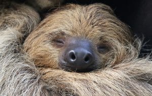 sloth