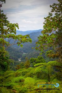 Corcovado rainforest view with misty mountains and lush foliage.