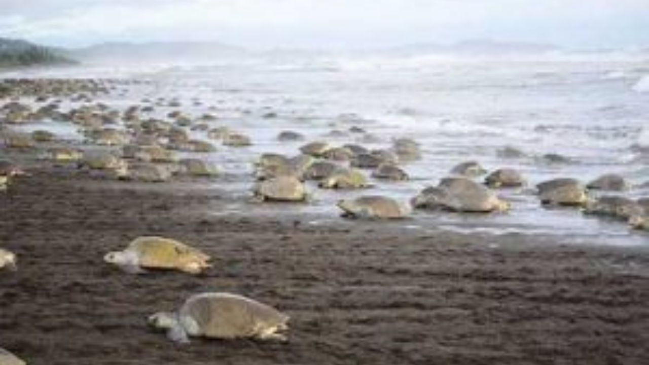 Olive ridley turtles nesting en masse on Ostional Beach.