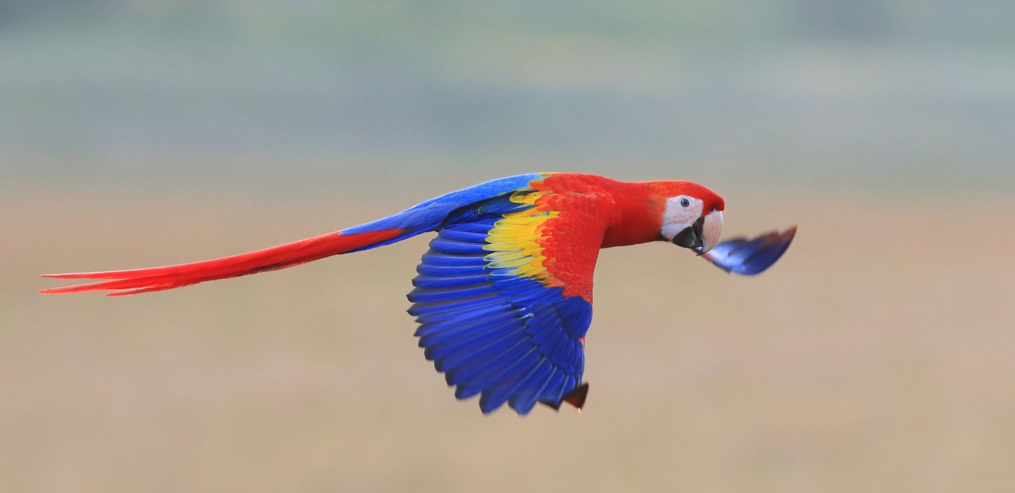 Green-winged Macaw