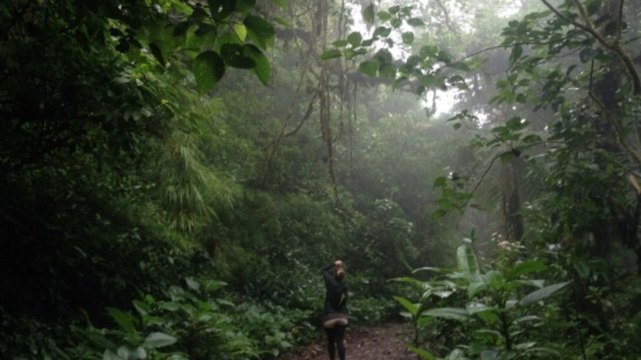 Misty Monteverde cloud forest trail with lush tropical vegetation. 